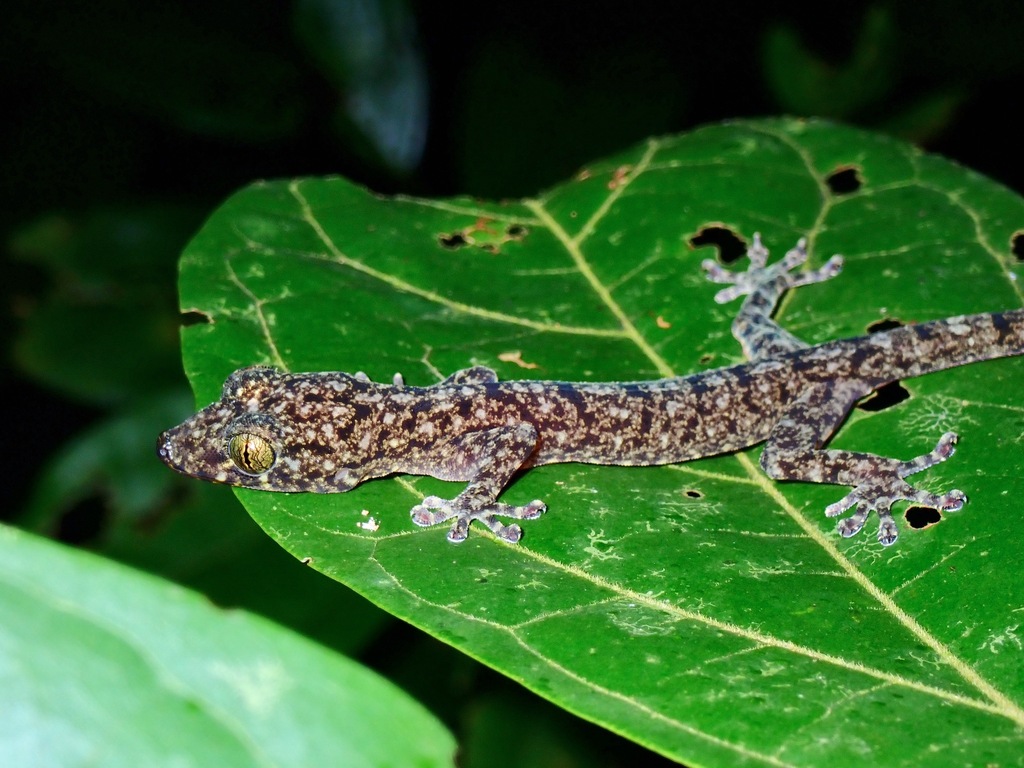 Palawan Narrow-Disked Gecko