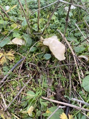 Cuphophyllus virgineus