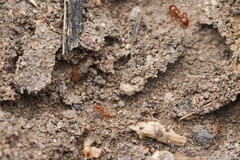 Solenopsis geminata