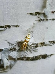 Argyresthia goedartella