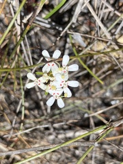 Stylidium guttatum