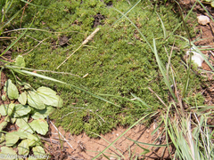 Helichrysum caespititium