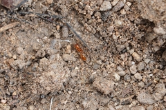 Solenopsis geminata