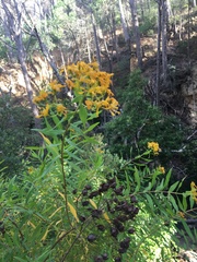 Hypericum canariense