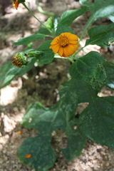 Tithonia