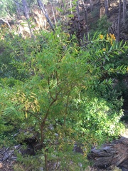 Hypericum canariense