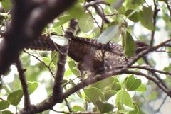 Eudynamys scolopaceus