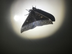 Ischyja manlia