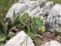 Kalanchoe thyrsiflora