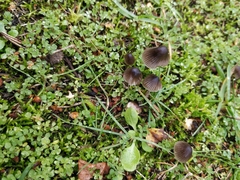Mycena leptocephala