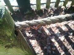 Deconica horizontalis