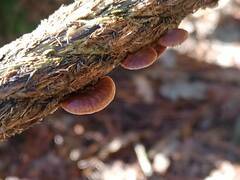 Deconica horizontalis