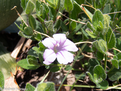 Ruellia patula