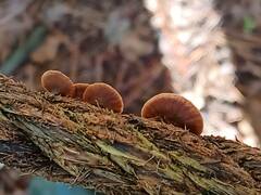 Deconica horizontalis