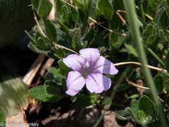 Ruellia patula