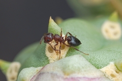Crematogaster depilis
