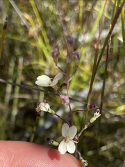 Stylidium angustifolium
