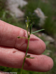 Melolobium subspicatum