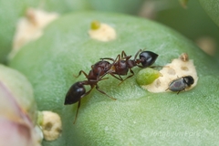 Crematogaster depilis