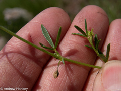 Melolobium subspicatum