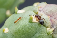 Crematogaster depilis