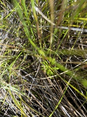 Stylidium angustifolium