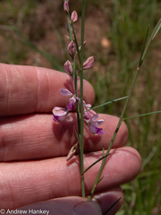 Polygala hottentotta