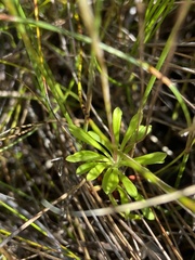 Stylidium angustifolium