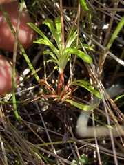 Stylidium angustifolium