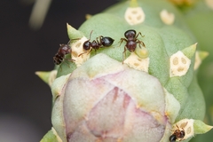 Crematogaster depilis