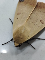 Ophiusa disjungens