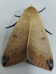 Ophiusa disjungens