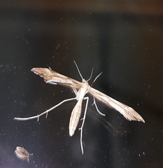 Gillmeria pallidactyla