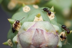 Crematogaster depilis