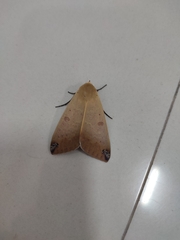 Ophiusa disjungens