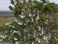 Searsia zeyheri
