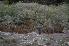 Strepera versicolor intermedia