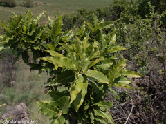 Ficus ingens