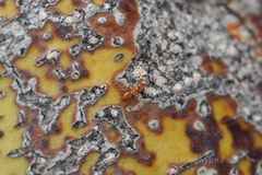 Solenopsis geminata