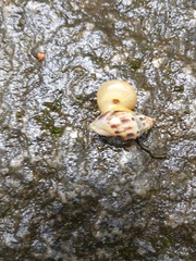 Rectartemon candidus