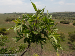 Heteromorpha arborescens abyssinica