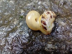 Rectartemon candidus