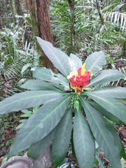 Aphelandra