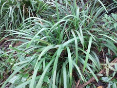 Hypolytrum schraderianum