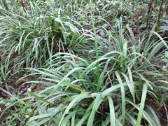 Hypolytrum schraderianum