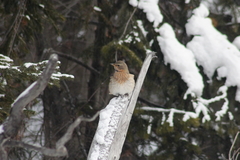 Turdus ruficollis