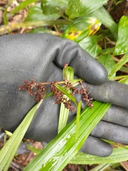 Hypolytrum schraderianum