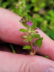 Cuphea carthagenensis