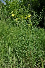 Linum flavum