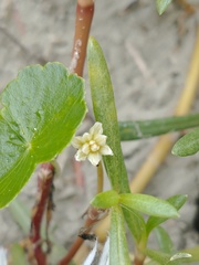 Blutaparon portulacoides